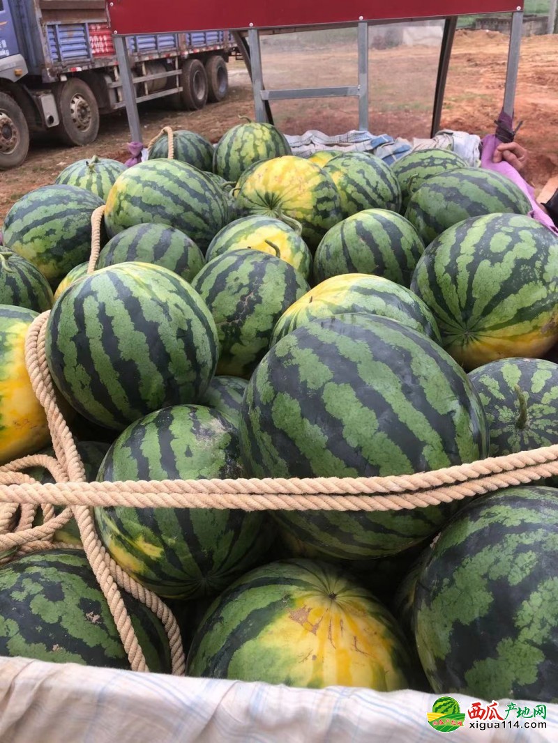 汽车饰品的销售 第259页