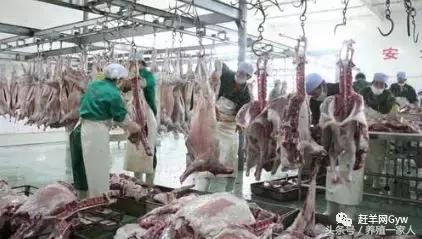 羊价动态，从羊群到人生舞台，学习变化的力量铸就自信与成就之路
