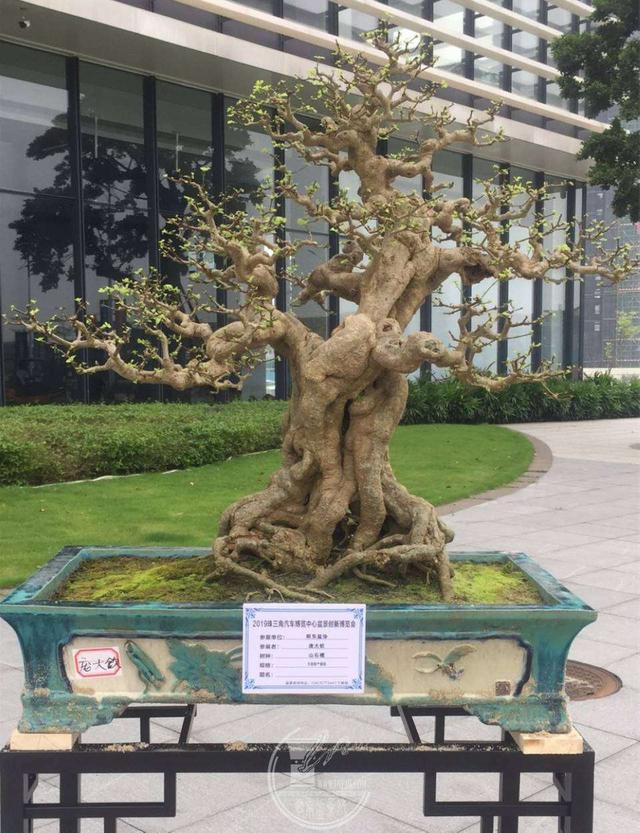 最新石榴盆景图片及其制作指南
