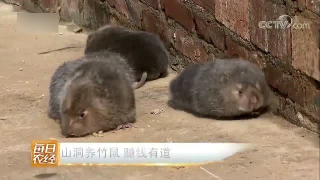 竹鼠最新动态，最新竹鼠概况与进展